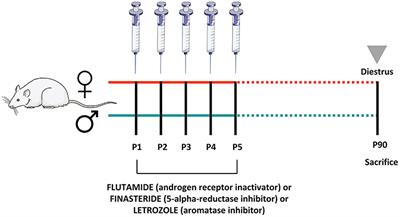 Organizational Effects of Estrogens and Androgens on Estrogen and Androgen Receptor Expression in Pituitary and Adrenal Glands in Adult Male and Female Rats